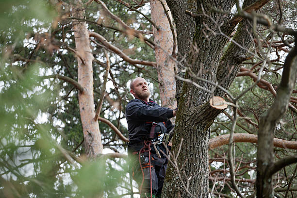 Best Tree Removal  in Halsey, OR