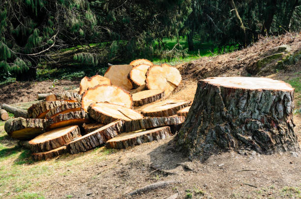 Best Tree Trimming and Pruning  in Halsey, OR